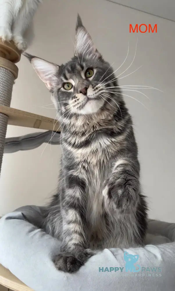 Lavanda Maine Coon female blue live animals
