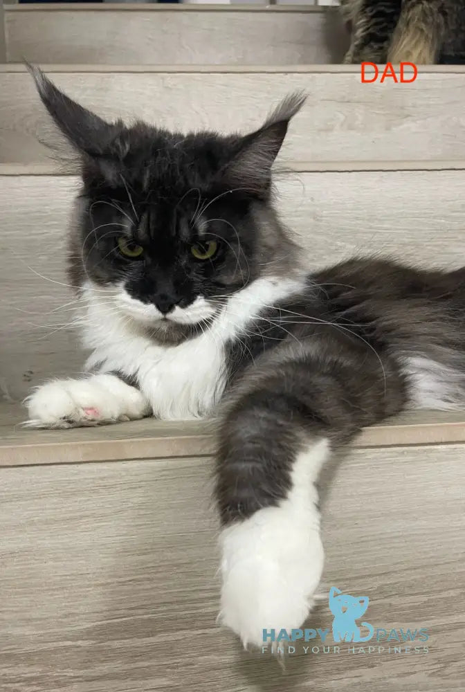 Lavanda Maine Coon female blue live animals