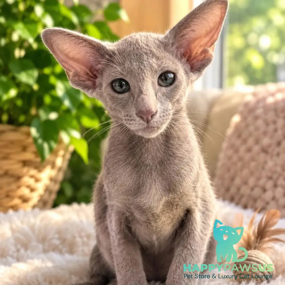 Lavanda Oriental Shorthair female lilac - live animals