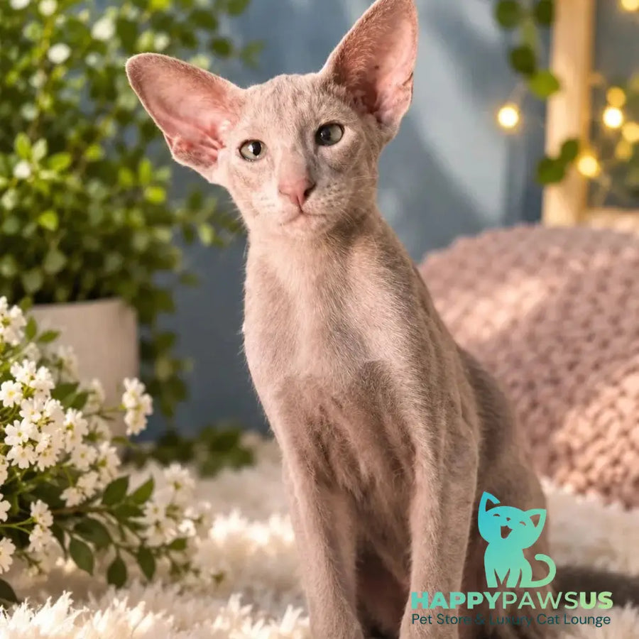 Lavanda Oriental Shorthair female lilac - live animals