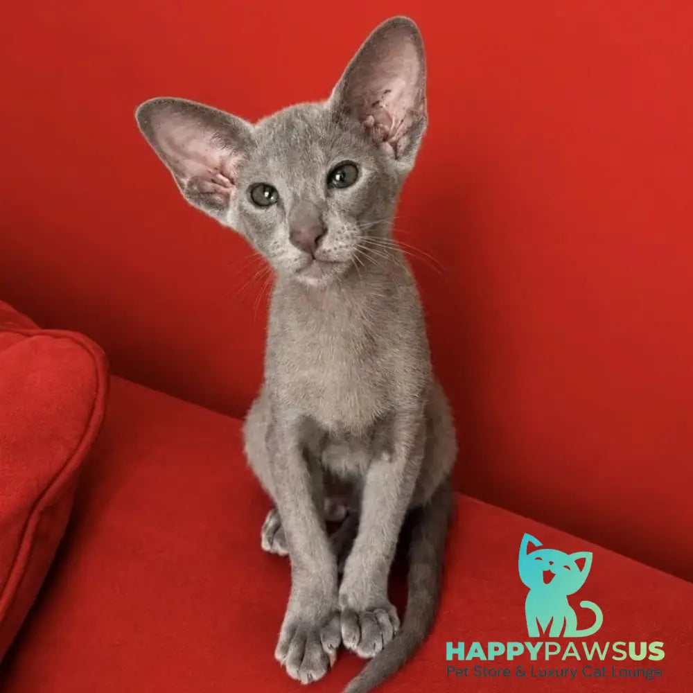 Lavanda Oriental Shorthair female lilac - live animals