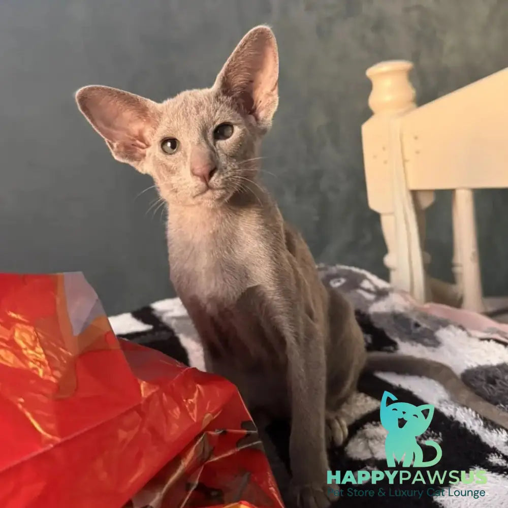 Lavanda Oriental Shorthair female lilac - live animals