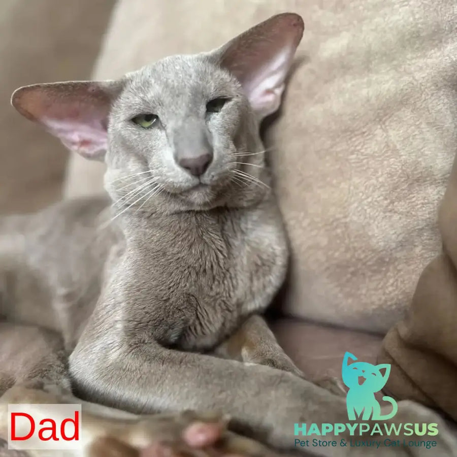Lavanda Oriental Shorthair female lilac - live animals
