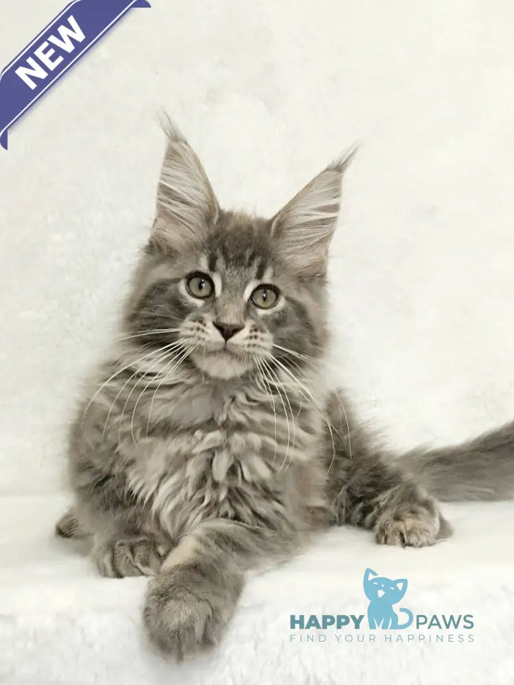 Lavandia Maine Coon female blue tabby live animals