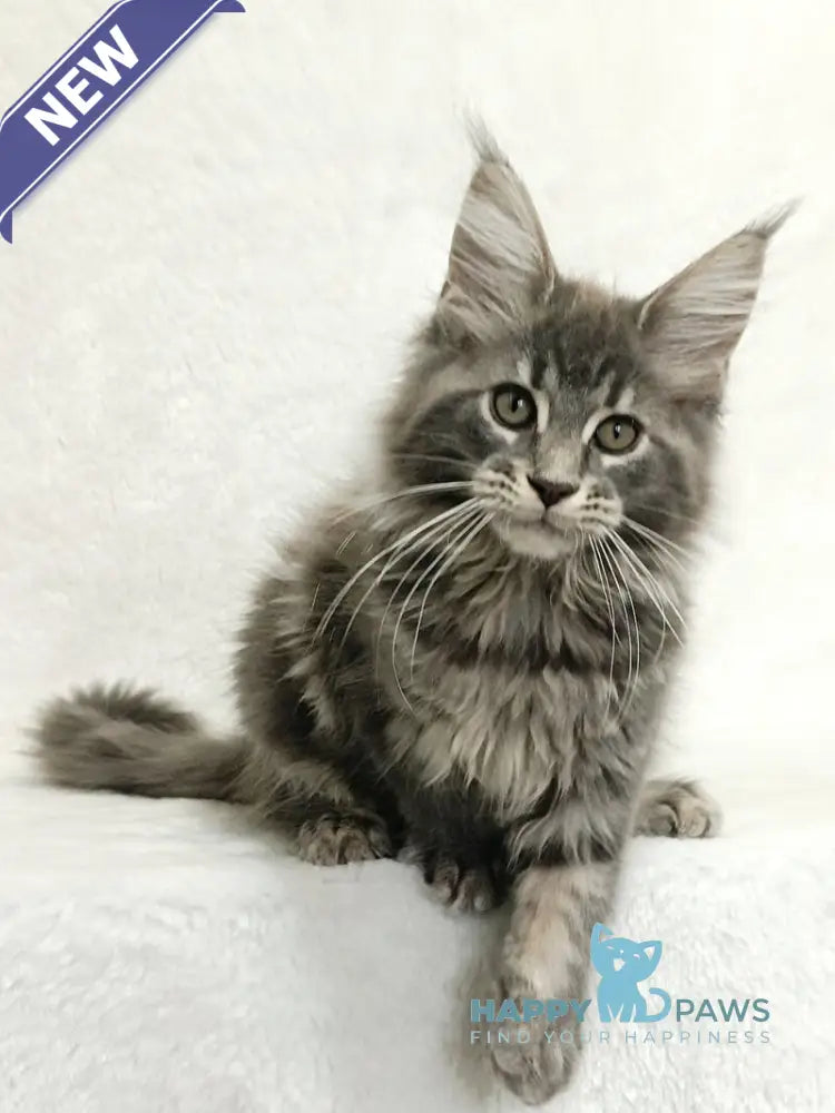 Lavandia Maine Coon female blue tabby live animals