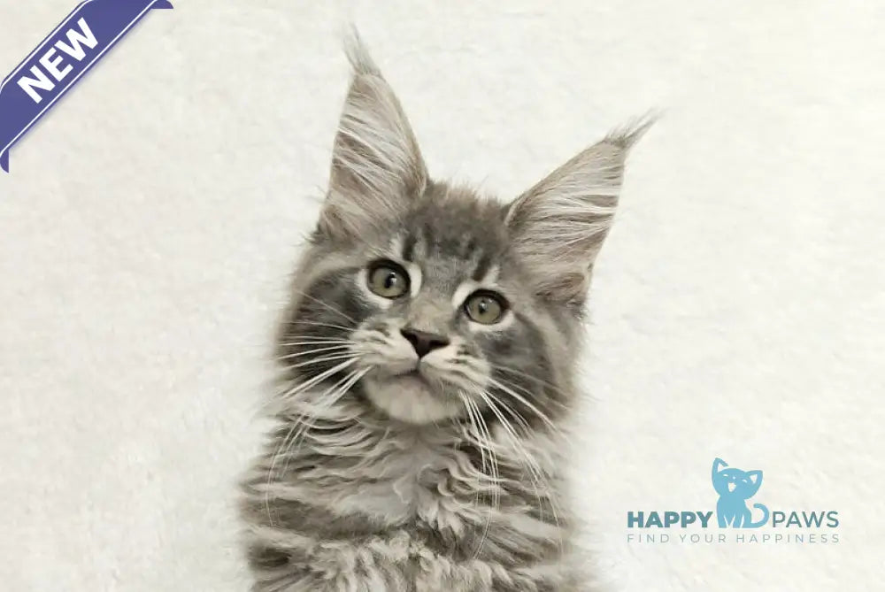 Lavandia Maine Coon female blue tabby live animals