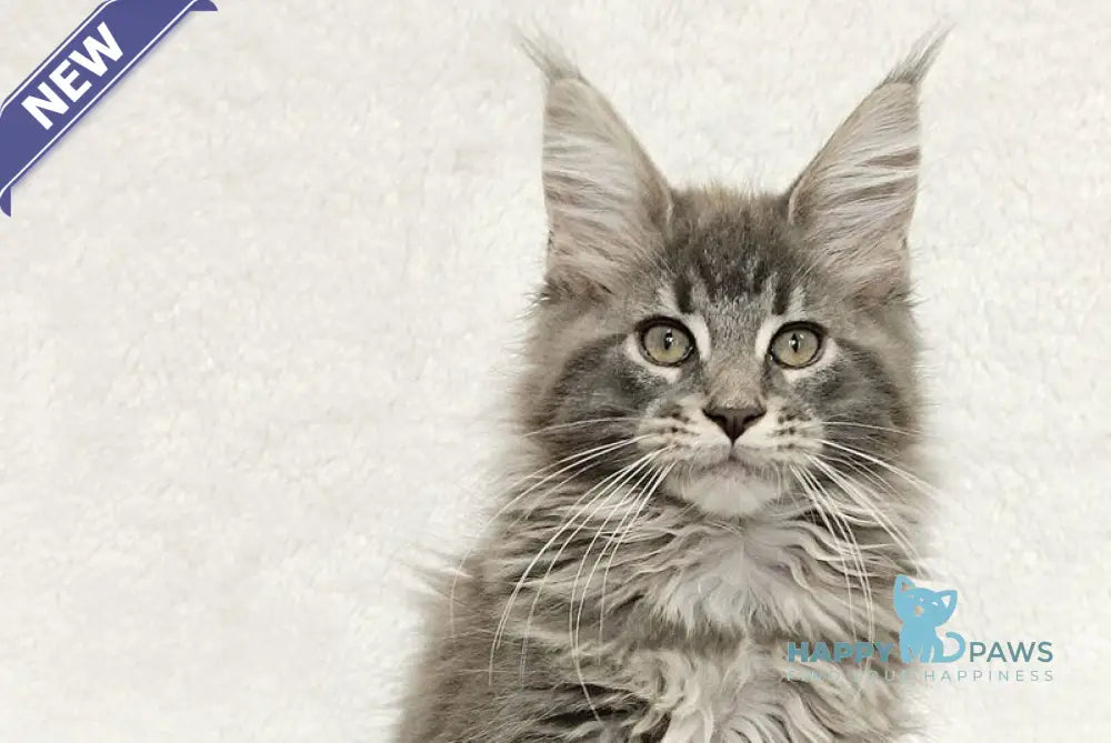 Lavandia Maine Coon female blue tabby live animals
