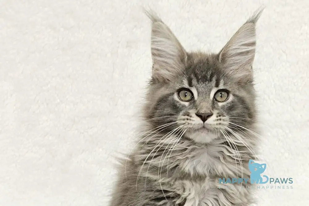 Lavandia Maine Coon female blue tabby live animals