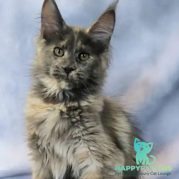 Lavender Maine Coon polydactyl 6x6x6x6 female blue tortie silver - live animals