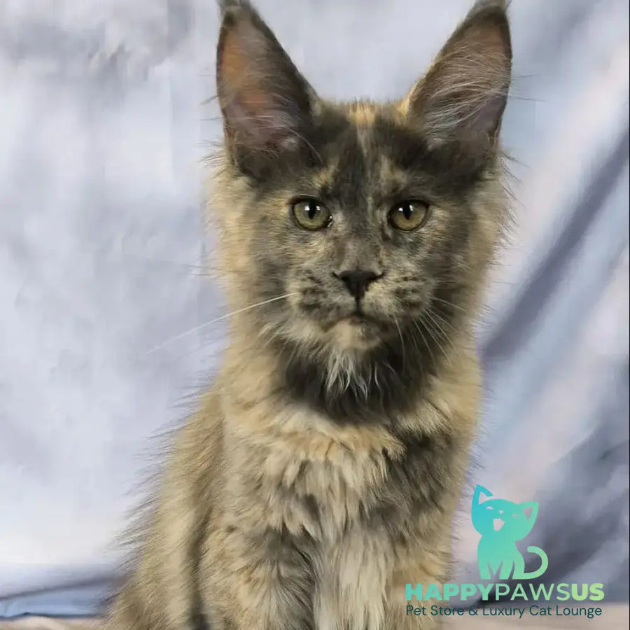 Lavender Maine Coon polydactyl 6x6x6x6 female blue tortie silver - live animals