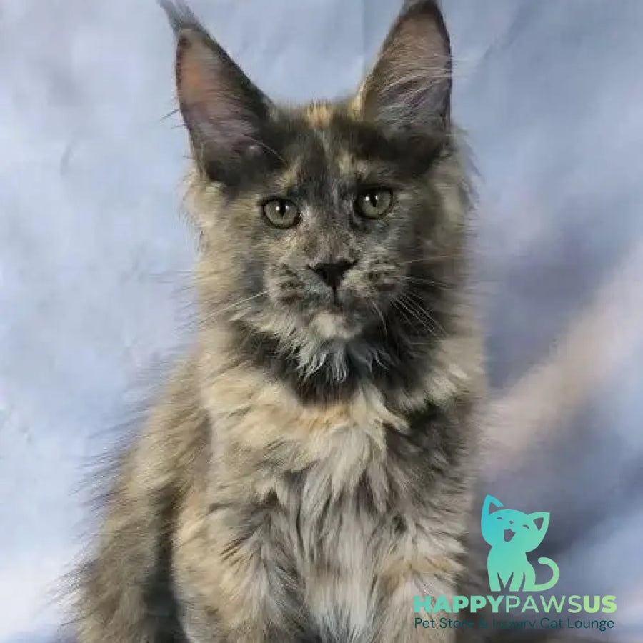 Lavender Maine Coon polydactyl 6x6x6x6 female blue tortie silver - live animals