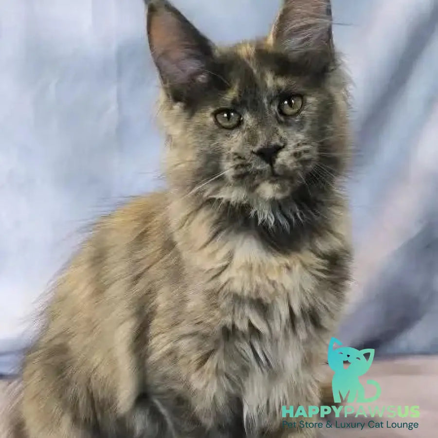 Lavender Maine Coon polydactyl 6x6x6x6 female blue tortie silver - live animals
