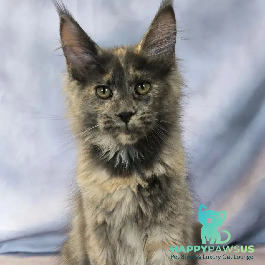 Lavender Maine Coon polydactyl 6x6x6x6 female blue tortie silver - live animals