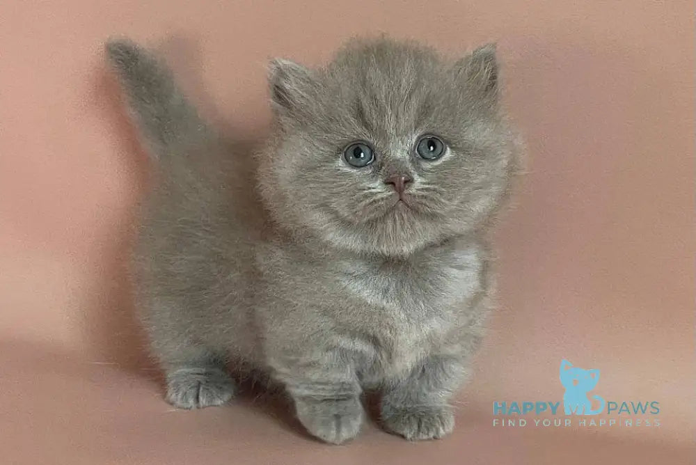 Lavender Munchkin female lilac live animals