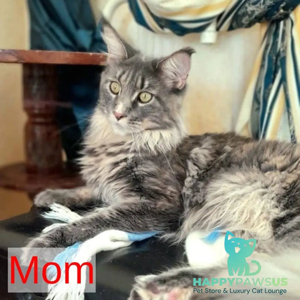Lavinelle Maine Coon female red silver tabby - live animals