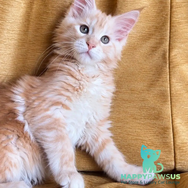 Lavinelle Maine Coon female red silver tabby - live animals