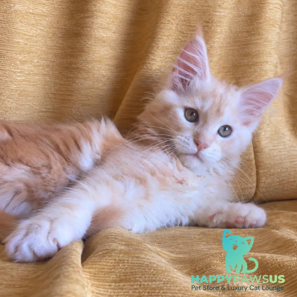Lavinelle Maine Coon female red silver tabby - live animals