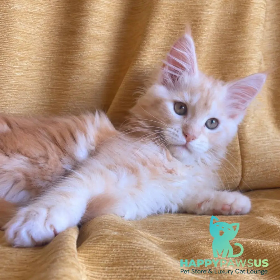 Lavinelle Maine Coon female red silver tabby - live animals