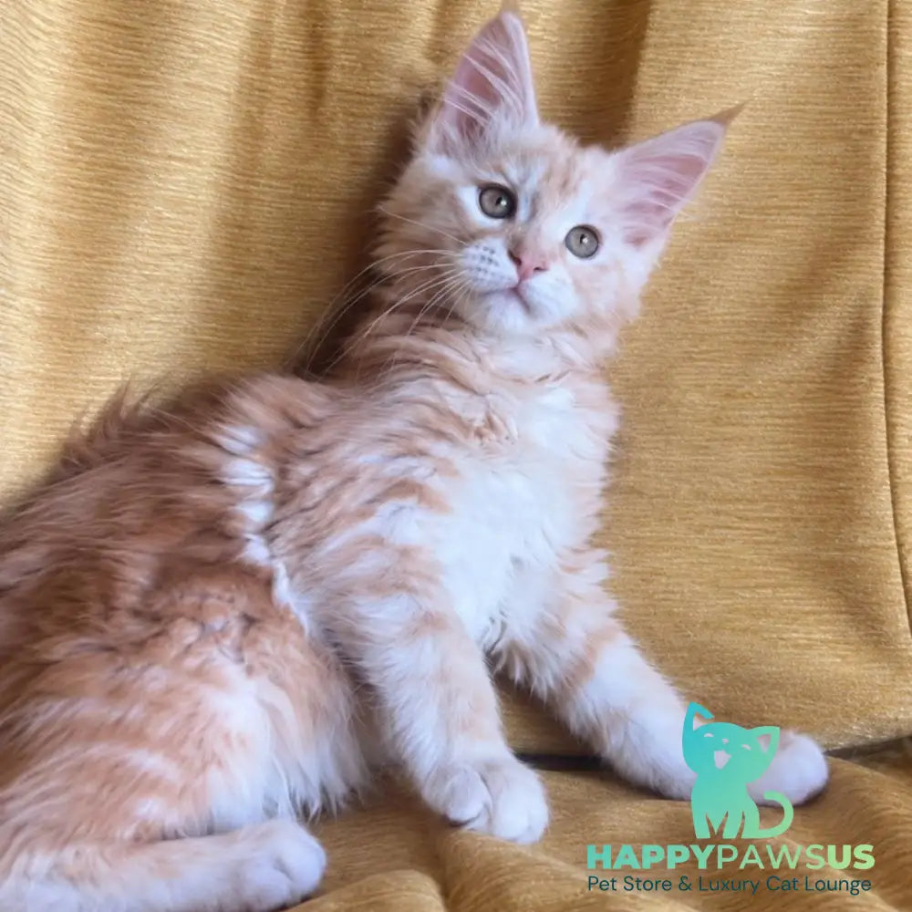 Lavinelle Maine Coon female red silver tabby - live animals