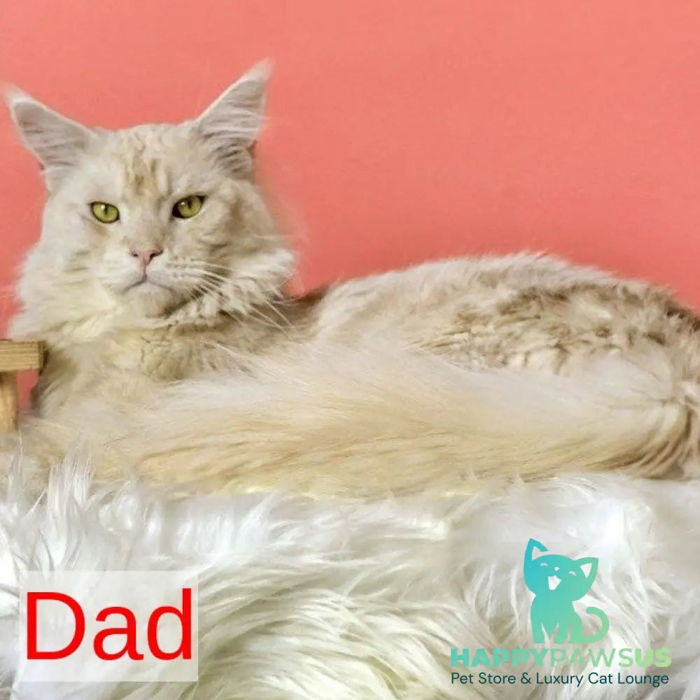 Lavinelle Maine Coon female red silver tabby - live animals