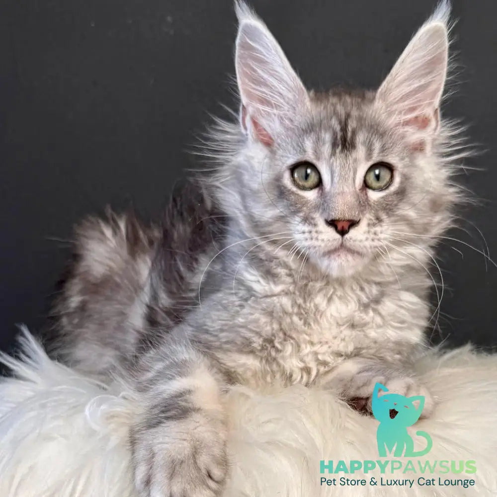 Lavr Maine Coon male black silver tabby - live animals