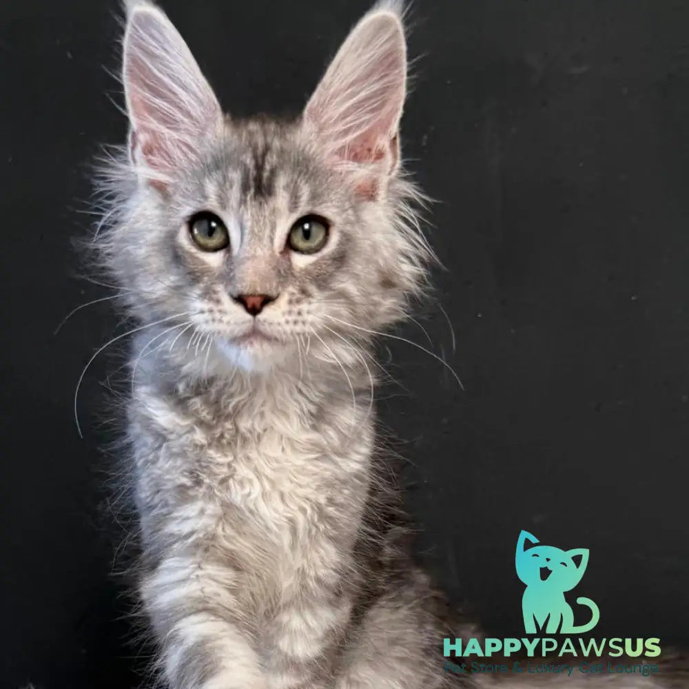 Lavr Maine Coon male black silver tabby - live animals