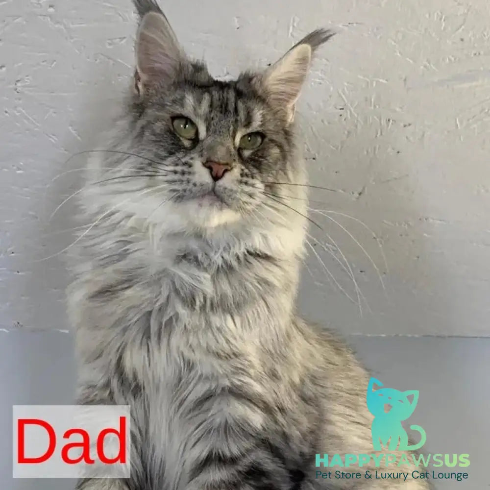 Lavr Maine Coon male black silver tabby - live animals