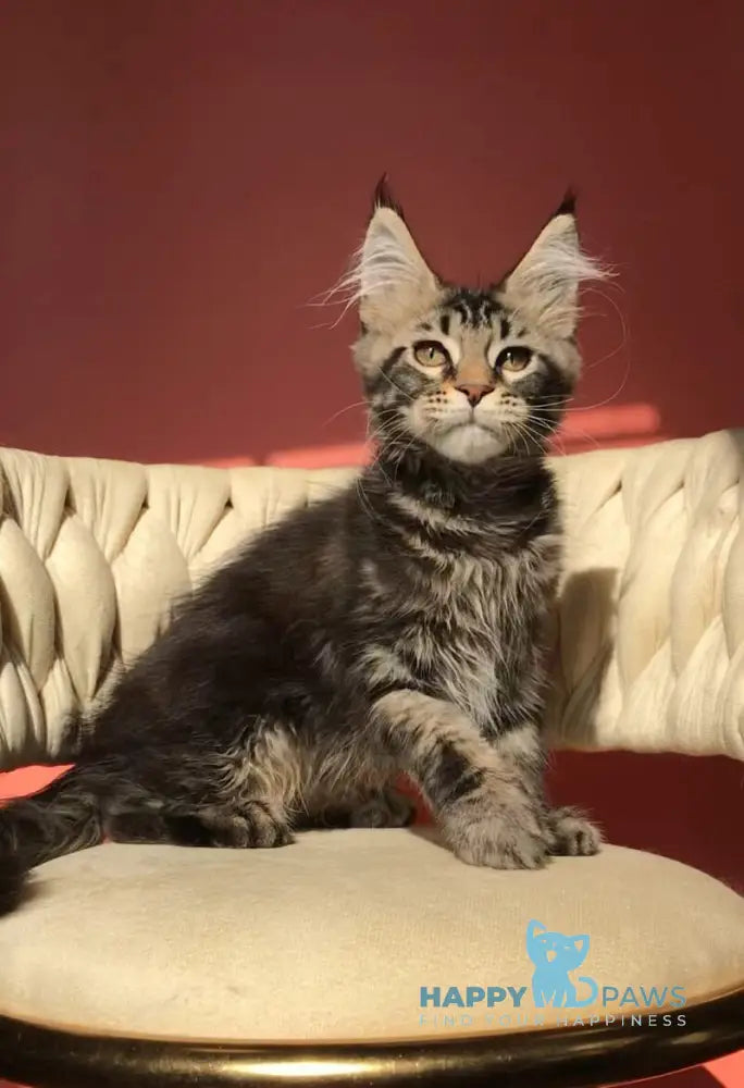 Layala Maine Coon female black tabby live animals