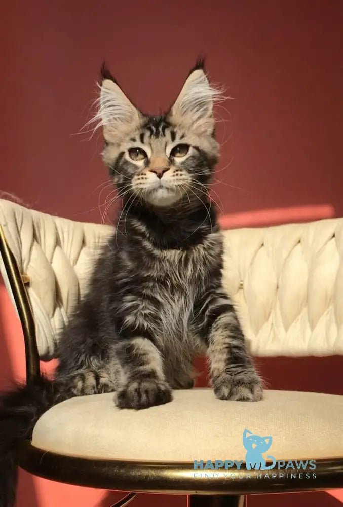 Layala Maine Coon female black tabby live animals