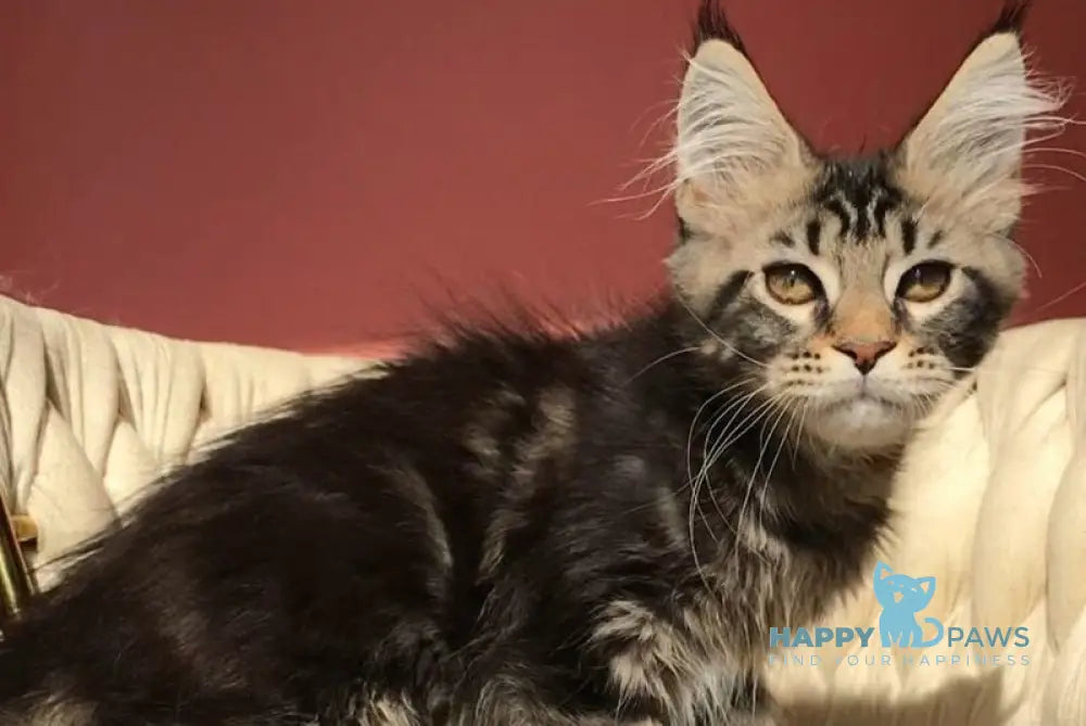 Layala Maine Coon female black tabby live animals