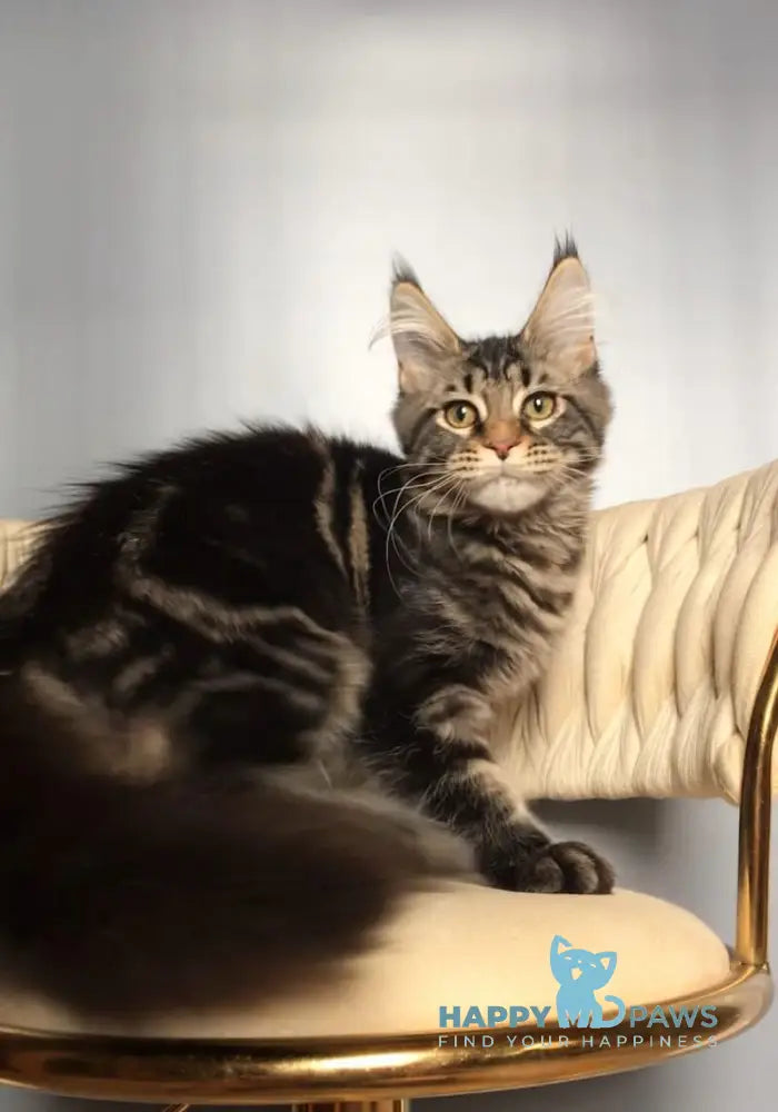 Layala Maine Coon female black tabby live animals