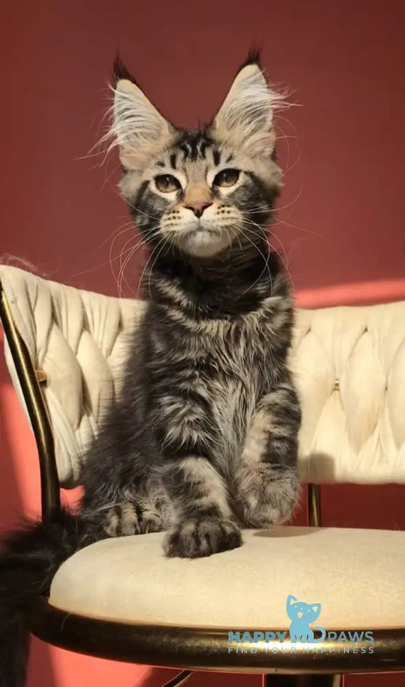 Layala Maine Coon female black tabby live animals