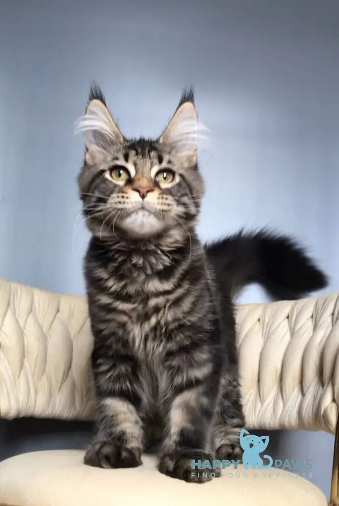 Layala Maine Coon female black tabby live animals