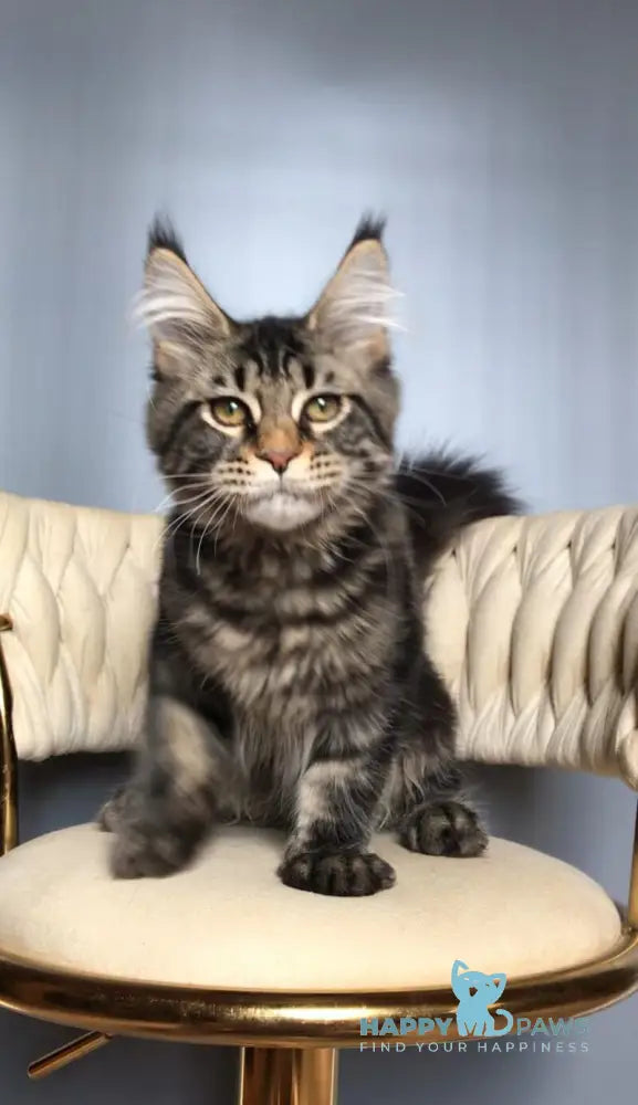 Layala Maine Coon female black tabby live animals