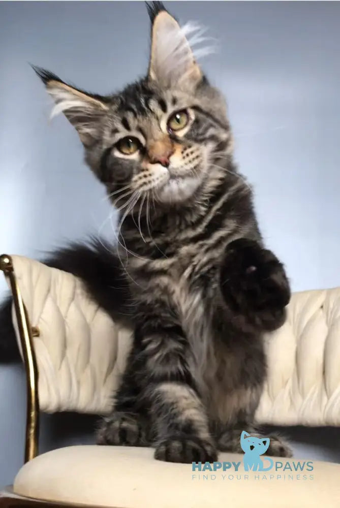 Layala Maine Coon female black tabby live animals