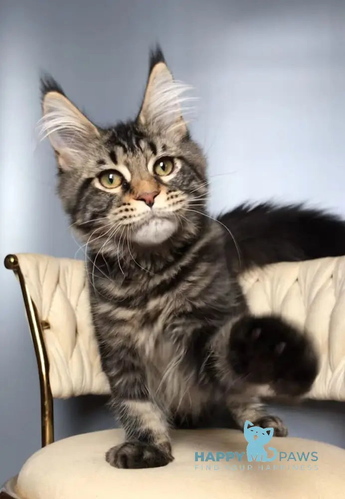 Layala Maine Coon female black tabby live animals