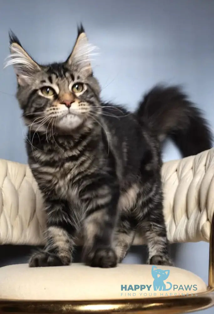 Layala Maine Coon female black tabby live animals