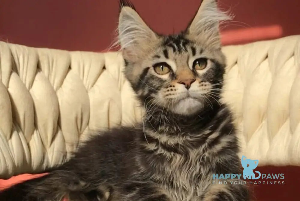 Layala Maine Coon female black tabby live animals