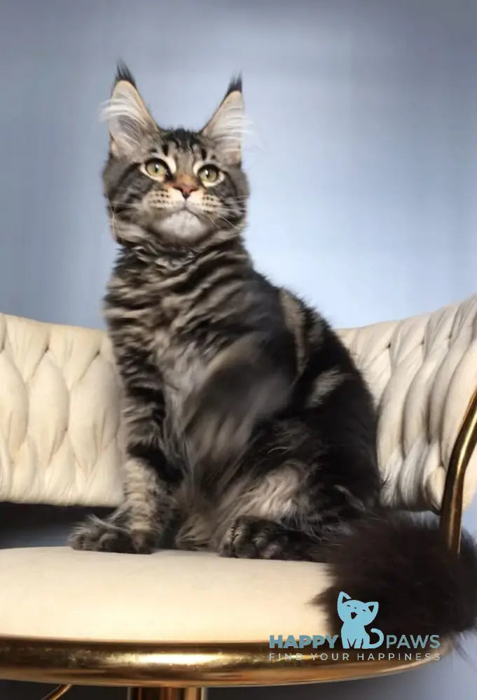 Layala Maine Coon female black tabby live animals
