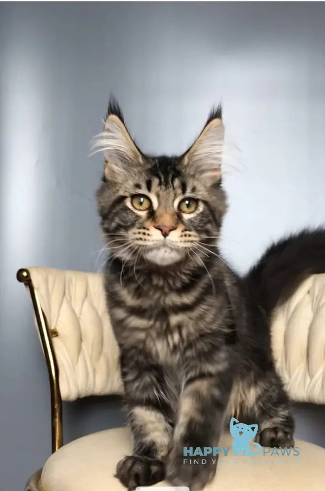 Layala Maine Coon female black tabby live animals
