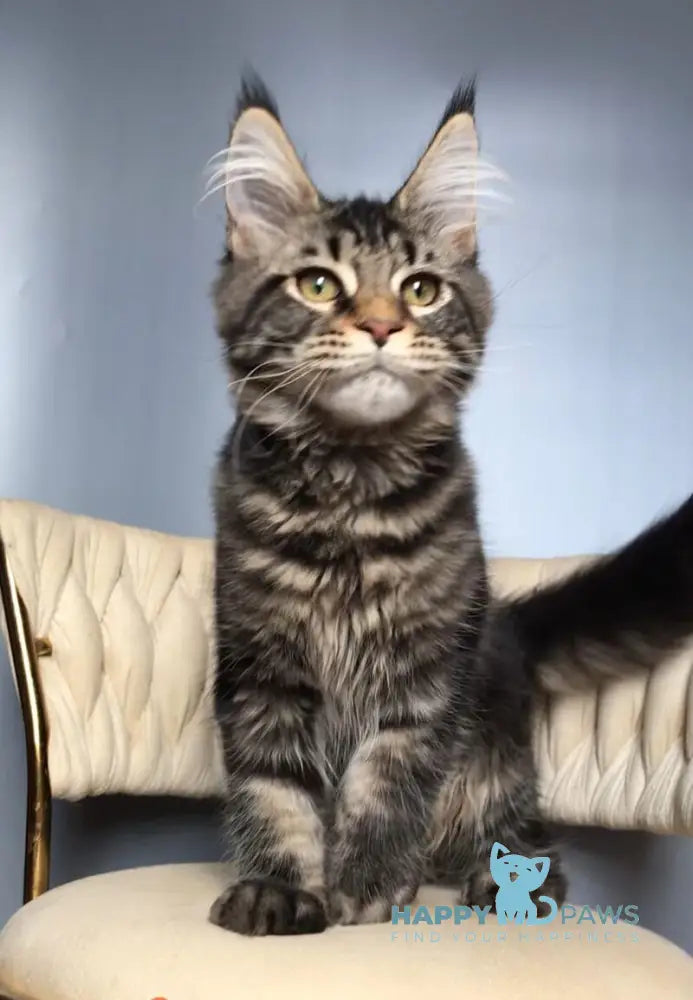 Layala Maine Coon female black tabby live animals