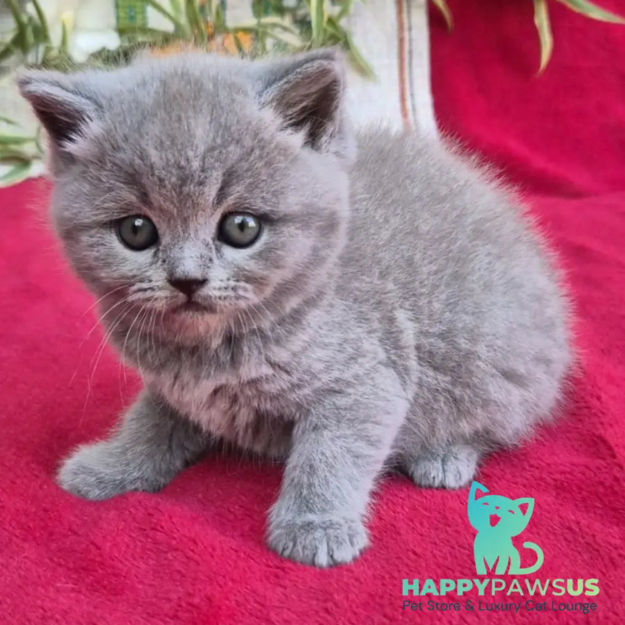 Layla Scottish Straight female blue - live animals