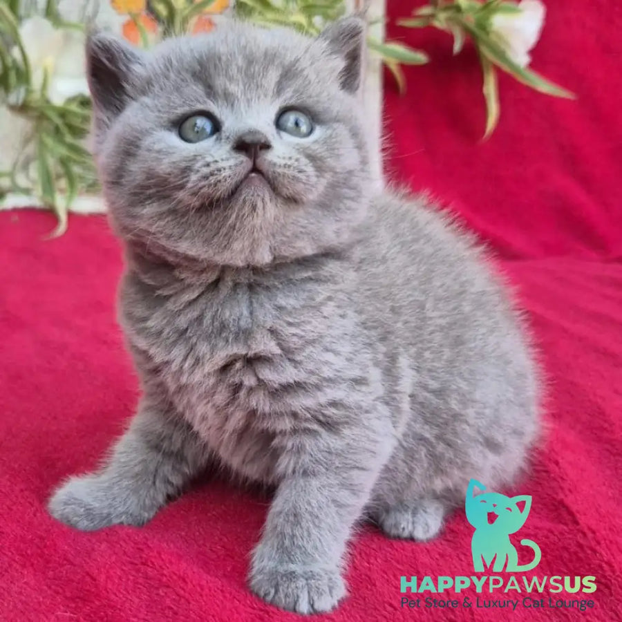 Layla Scottish Straight female blue - live animals