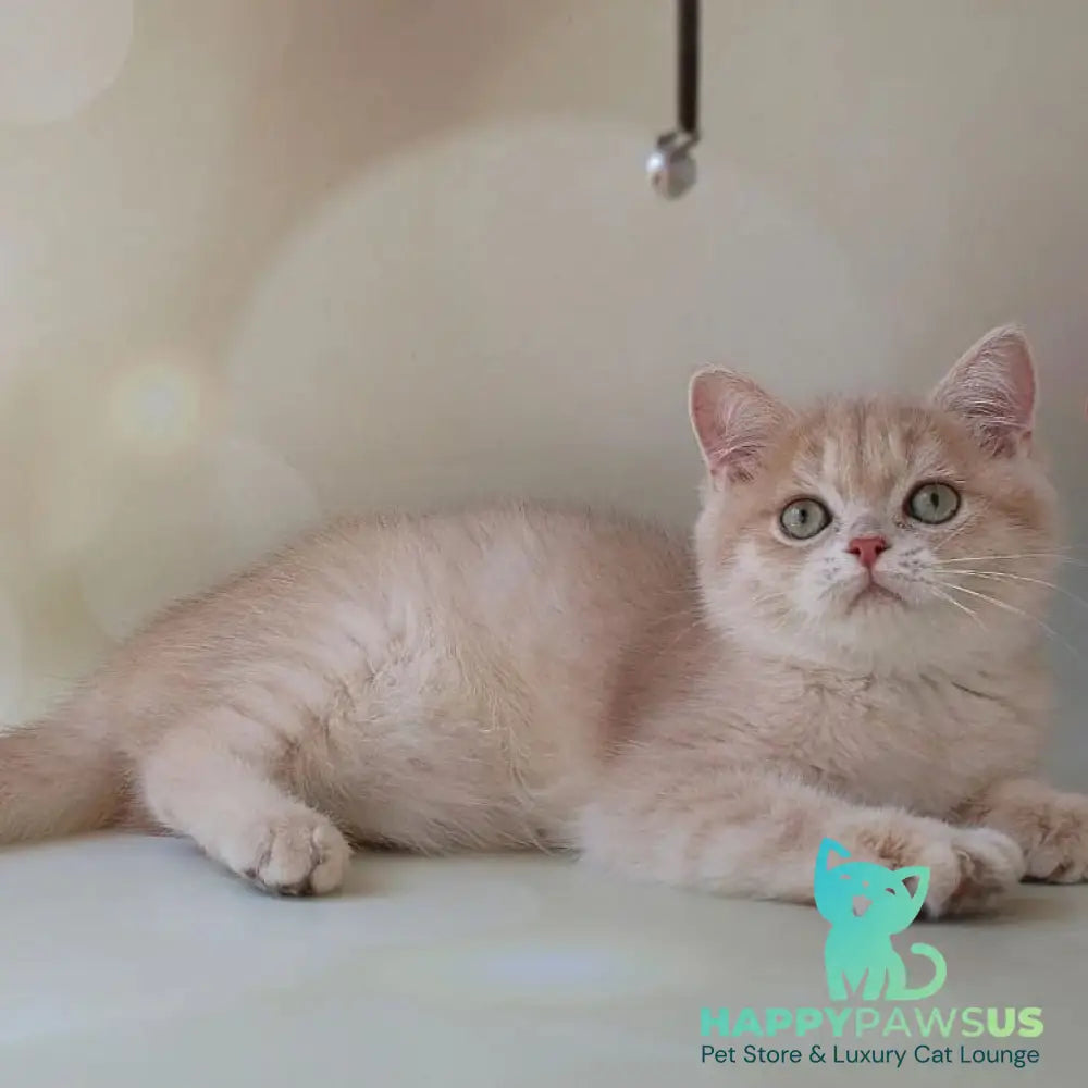 Layma British Shorthair female lilac golden shaded - live animals