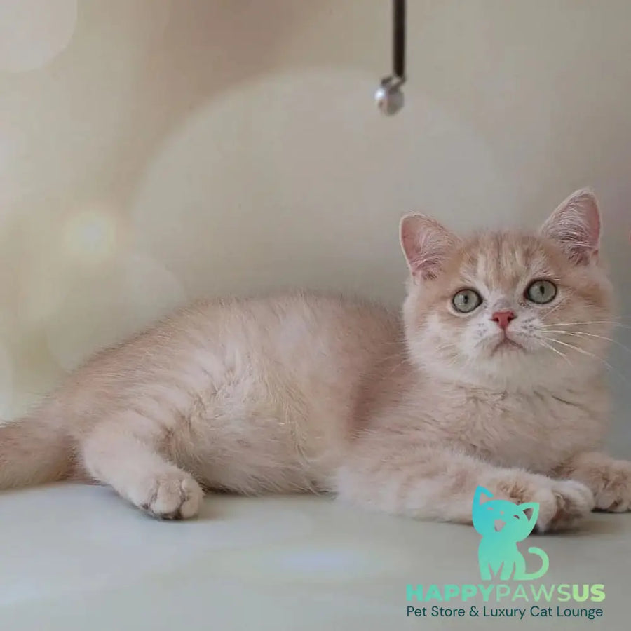 Layma British Shorthair female lilac golden shaded - live animals