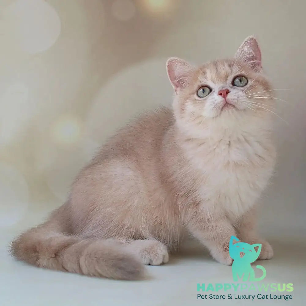 Layma British Shorthair female lilac golden shaded - live animals