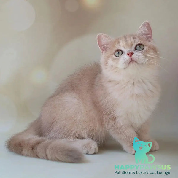Layma British Shorthair female lilac golden shaded - live animals