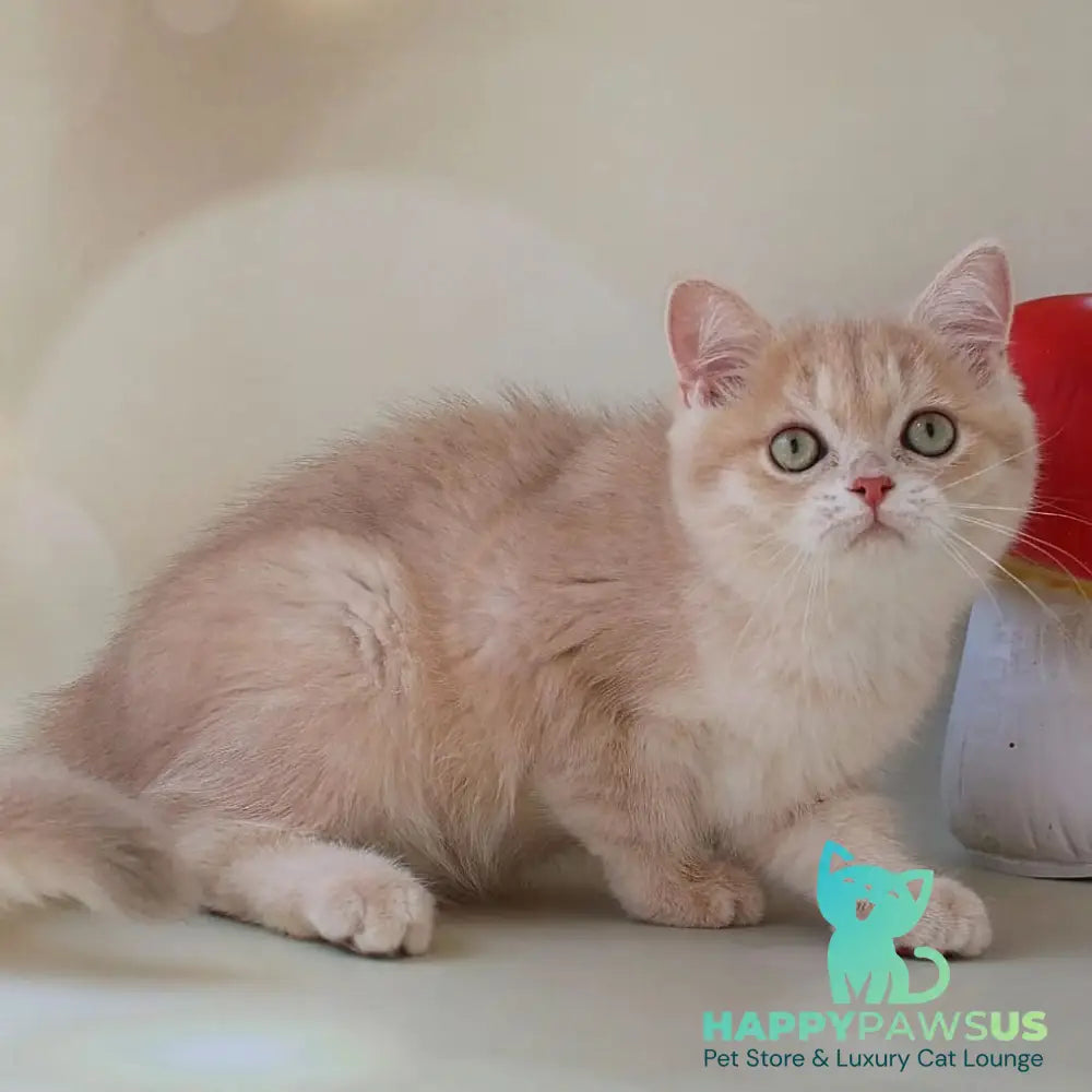 Layma British Shorthair female lilac golden shaded - live animals