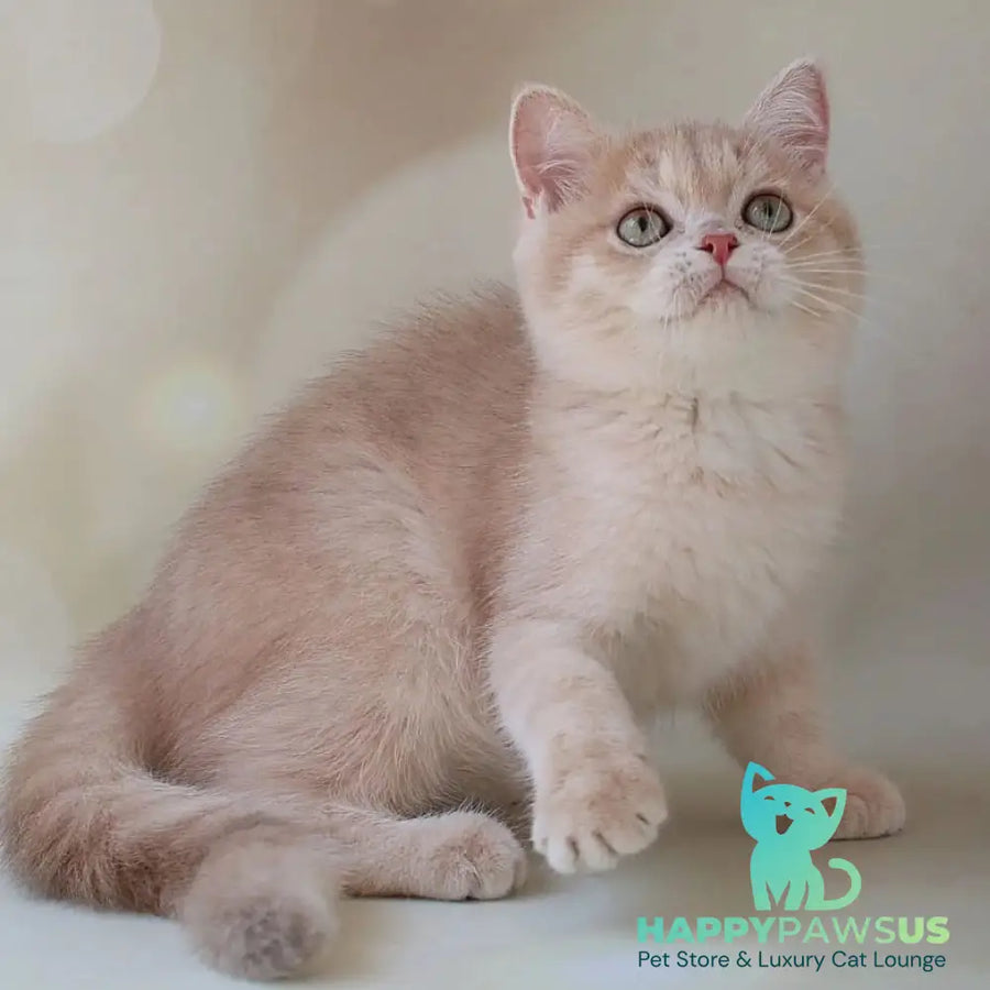 Layma British Shorthair female lilac golden shaded - live animals