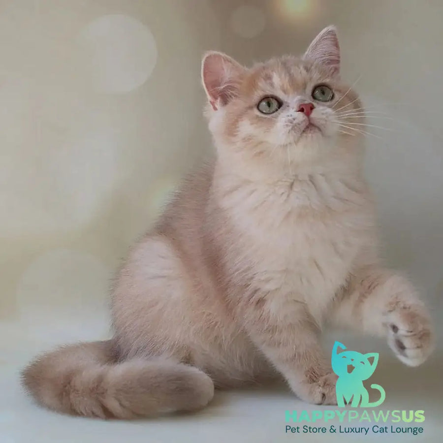 Layma British Shorthair female lilac golden shaded - live animals